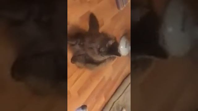 Акита пропускает хук от кота :)) смотреть онлайн