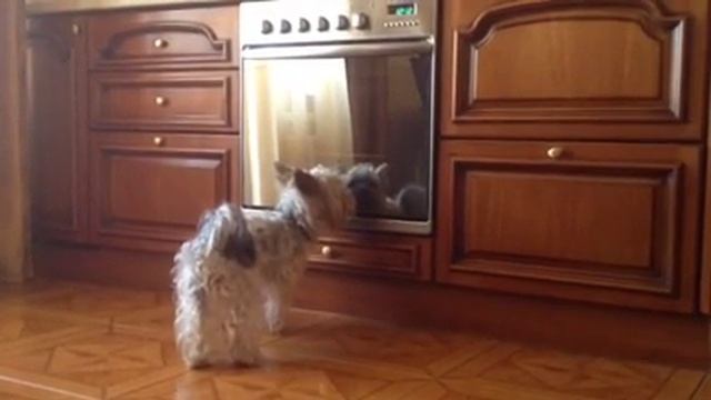 "Собака в духовке" смотреть онлайн