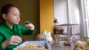 УБОРКА У ХОМЯКА. ДЖУНГАРИКИ. КАК ПРИУЧИТЬ ХОМЯКА К РУКАМ.