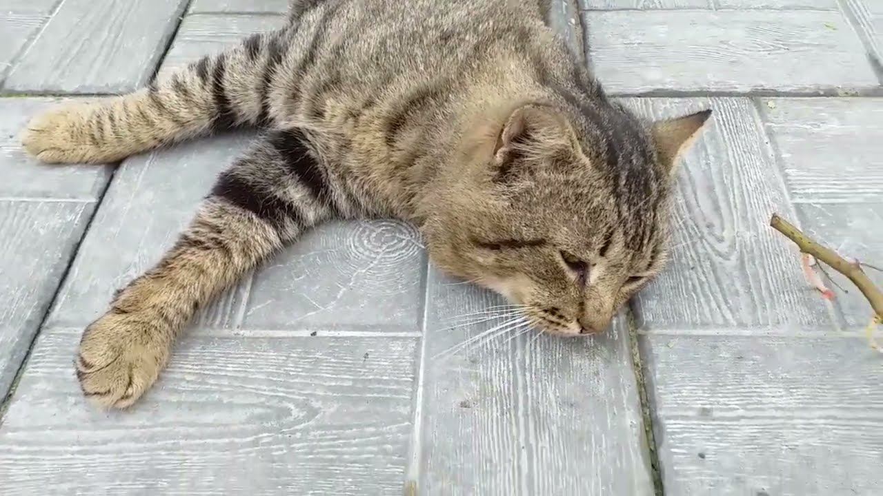 Саженцы из питомника "Розы Крыма" смотреть онлайн