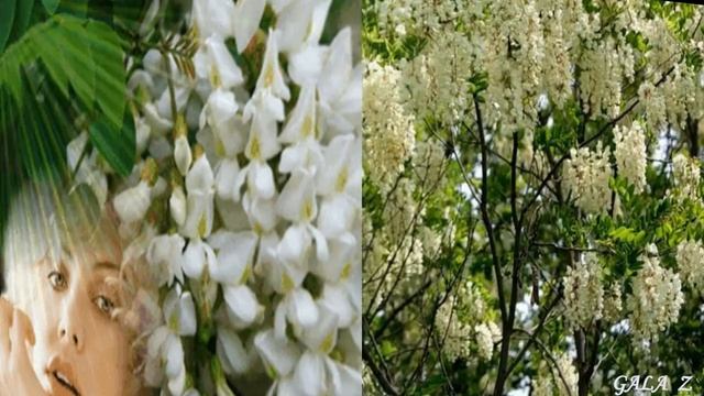 КОГДА АКАЦИЯ ЦВЕТЕТ Слова Т ШИЛОВА Музыка,Исполнение Н ИЛЬИН Монтаж Г ЗНАМЕНСКАЯ смотреть онлайн