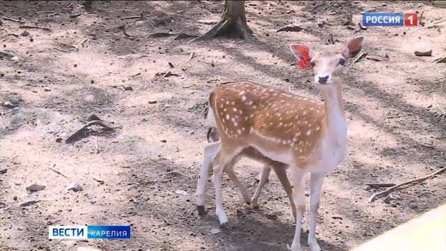 Сотрудники экопарка Зоолесье рассказали, как животные переносят жару смотреть онлайн