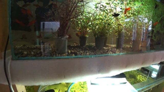 ОТСАДИЛ БЕРЕМЕННЫХ МЕЧЕНОСЦЕВ В ОТСАДНИКИ-НЕРЕСТОВИКИ!!! смотреть онлайн