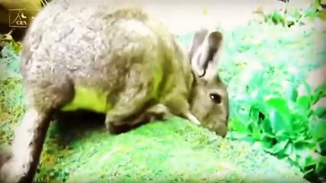 Vizcacha - The Andean Rabbit смотреть онлайн