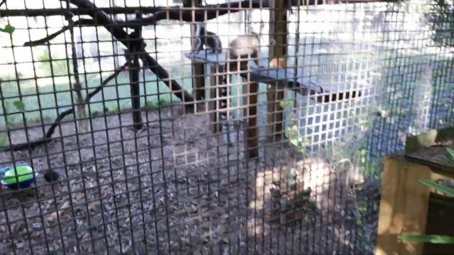 Our parrots can destroy some perches! Aries helps us mulch in her own special way. смотреть онлайн