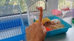 Какую клетку для хомяка выбрать?