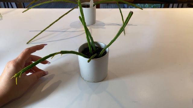 Epiphytic Cacti Show-and-tell Episode 1 (timestamps) смотреть онлайн