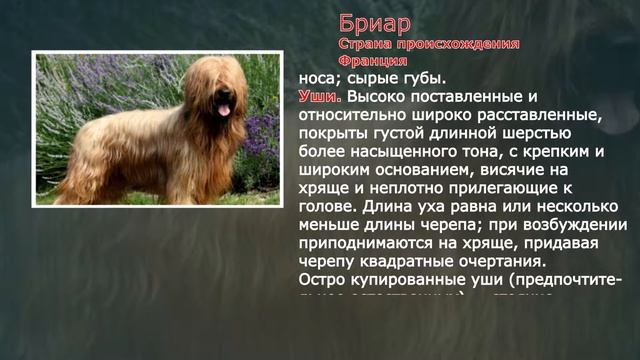 Стандарты пород Бриар смотреть онлайн