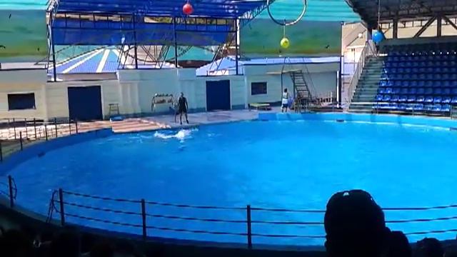 Туапсе"дельфинарий" смотреть онлайн