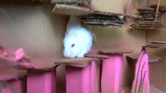 ? The Best Hamster Challenges - Hero Hamster Escapes from the Most Amazing Mazes ? смотреть онлайн