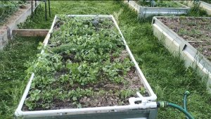 Лучший полив для грядок