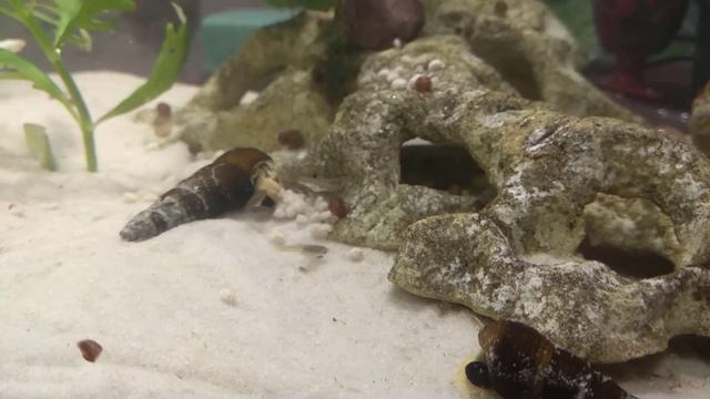 Улитки нерестина, шип дьявола - жёлтый кролик, катушка, хелена... В одном аквариуме. смотреть онлайн