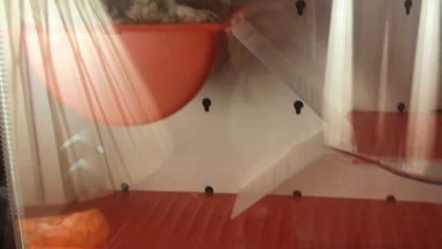 Как живут мои хомячки | Хома Life смотреть онлайн