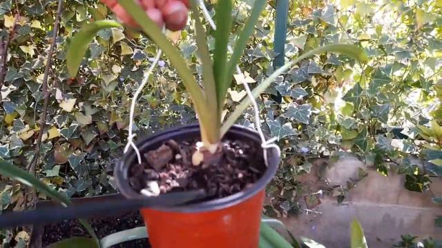 Mira Mi Hippeastrum-Azucena De 10 Años