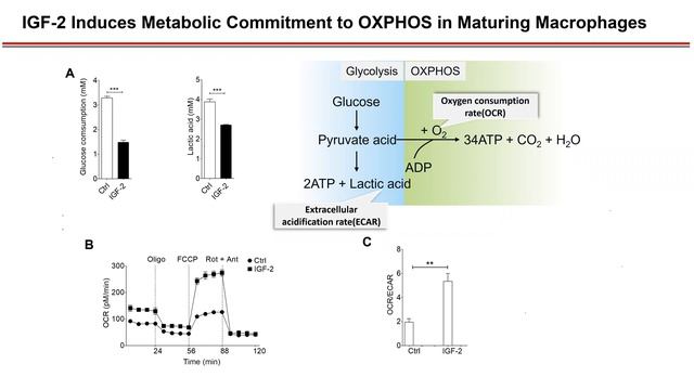 Immune Regulation by Mesenchymal Stem Cells смотреть онлайн