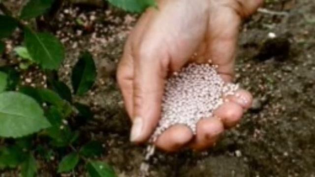 Весенняя подкормка роз смотреть онлайн