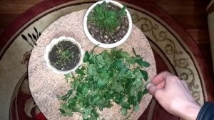 Мелиса на подоконнике - можно ли выращивать?