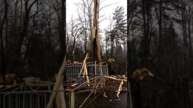 После удара молнии в дерево смотреть онлайн