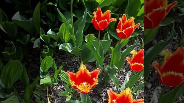 29 февраля 2020 г. смотреть онлайн