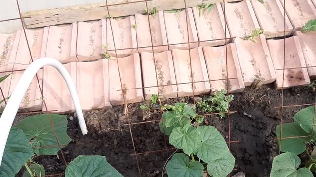 1 литр под Огурцы. Засыпят урожаем и желтеть не будут Объясняю что внести чтобы куст огурцов попер. смотреть онлайн