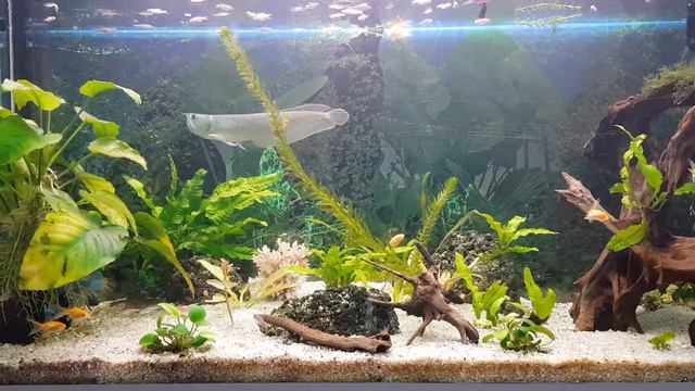 Содержания и корм для Арованы. смотреть онлайн