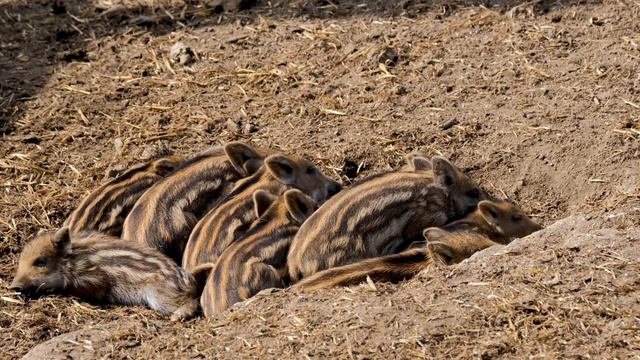 Почему Они не едят миллиарды кабанов?! Факты про Кабанов! Что за существа? смотреть онлайн