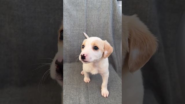 Спаниель метис с корги девочка номер два смотреть онлайн
