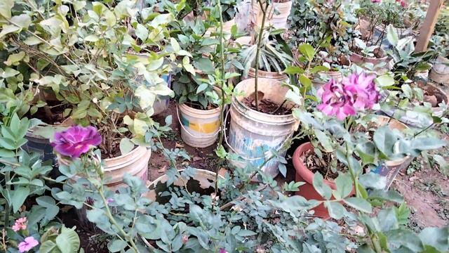 ಚಿಕ್ಕ-ಚಿಕ್ಕ ಗಿಡಗಳಲ್ಲೂ ನೂರಾರು ಹೂಗಳು ನಮ್ಮ ಈ ಟ್ರಿಕ್ಸ್ ನಿಂದ #marysmanegarden #hibiscus #fertilizer смотреть онлайн