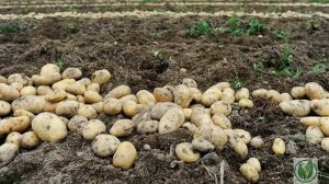 Сорт картофеля «Янка». Описание сорта.