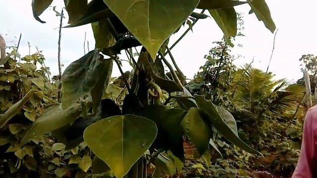 vlog de domingo milho assado # lagoas de águas смотреть онлайн