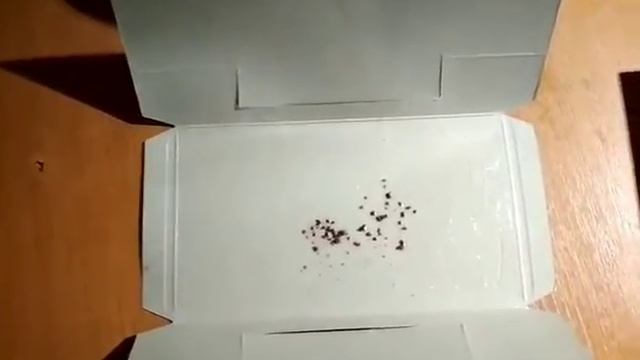 САМЫЙ ЭФФЕКТИВНЫЙ СПОСОБ ИЗБАВИТЬСЯ ОТ ТАРАКАНОВ смотреть онлайн