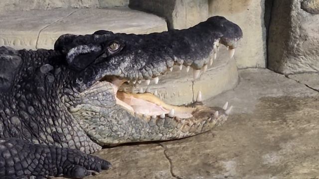 Медитация крокодила в Ялтинском крокодиляриуме смотреть онлайн