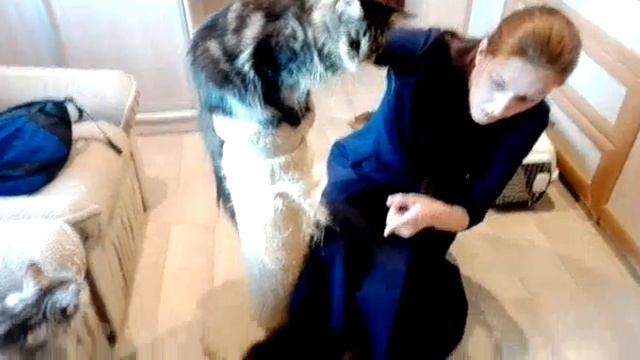 Выбор котика мейн куна смотреть онлайн