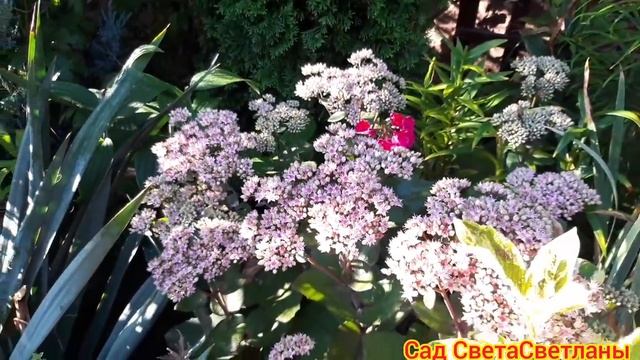 Красивый сад.Утренняя прогулка.Конец августа.Красивые цветники своими руками.Ландшафтный дизайн.Дач