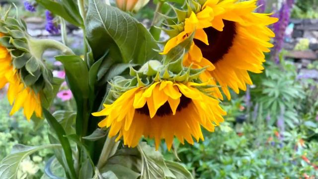 Fun Garden Moments: Sunflowers & Lilies Bouquet смотреть онлайн