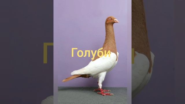 Фотки птиц:снегирь,синичка, воробей,голубь. смотреть онлайн