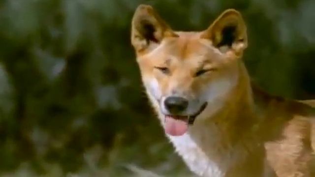 Животный мир острова Динго смотреть онлайн