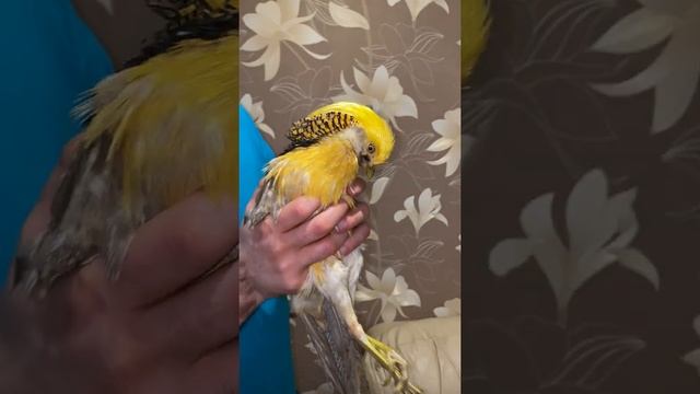 ПОПАЛСЯ ТУКО ? смотреть онлайн