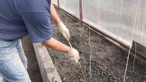 Подвязка помидор с помощью цепи | Как подвязать помидоры в теплице из поликаобоната