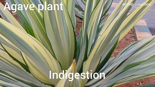 agave plant... смотреть онлайн