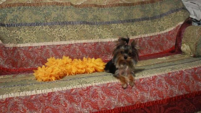 АВРОРА - микро девочка йоркширского терьера смотреть онлайн