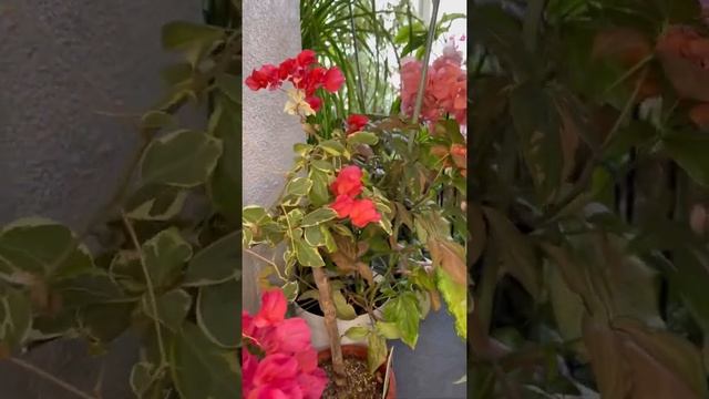 Цветущая лоджия с бугенвиллий, мой зимний сад / bougainvillea indoor смотреть онлайн