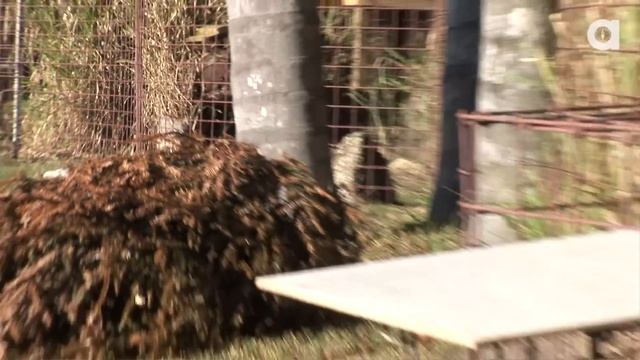 A Bobcat Love Story - The Purrfect Match? смотреть онлайн