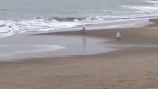 На берегу океана первого февраля 2020 года смотреть онлайн