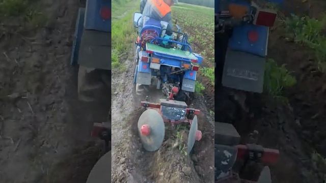Мотоблок МТЗ Беларус, окучивание картофеля дисками #мотоблок #мотоблоки #traktor #окучивание #мтз смотреть онлайн