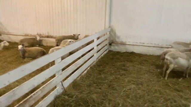 Катумские беременные овцематки смотреть онлайн