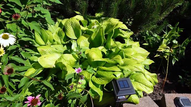 July Weekly Garden Tour 2022 | KellyNo Garden смотреть онлайн