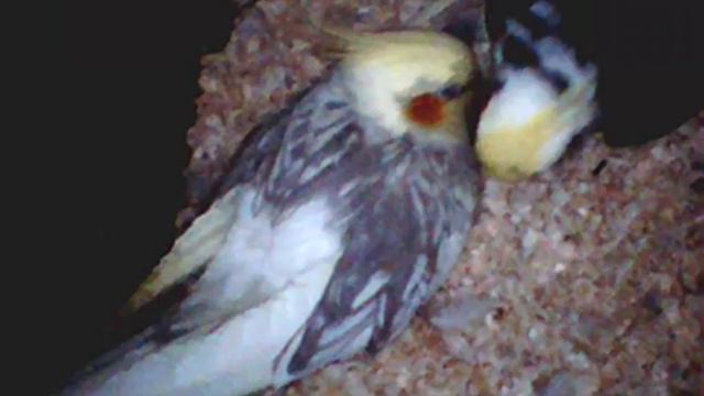 Появление птенца кореллы - часть 1 смотреть онлайн