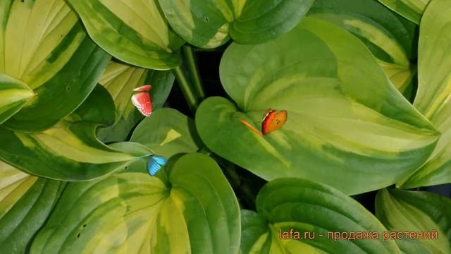 Хоста гибридная Эмеральд Чарджер (hosta) ? обзор: как сажать, саженцы хосты Эмеральд Чарджер смотреть онлайн