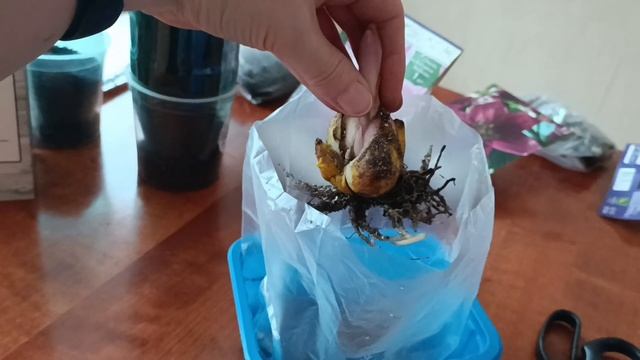 Купили проросшую луковицу лилии? смотреть онлайн